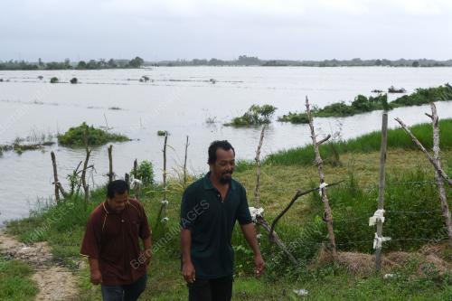 PADI ROSAK AKIBAT BANJIR