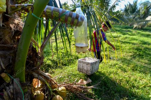 TUAK KELAPA