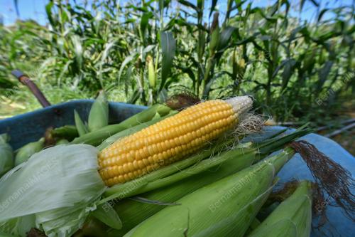 TANAMAN JAGUNG