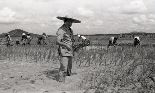 UPACARA MENCEDUNG PADI