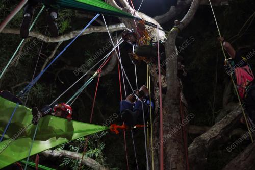 NIGHT ON TREE