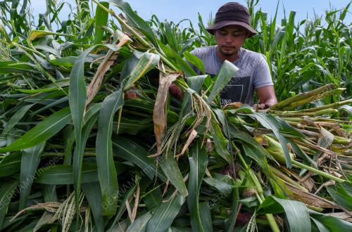 TANAMAN JAGUNG