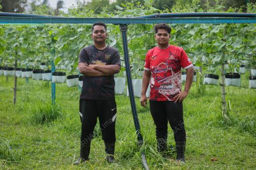 FERTIGASI MAMPU TARIK MINAT BELIA