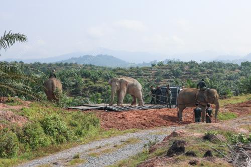 PEMINDAHAN GAJAH DI ARING 10