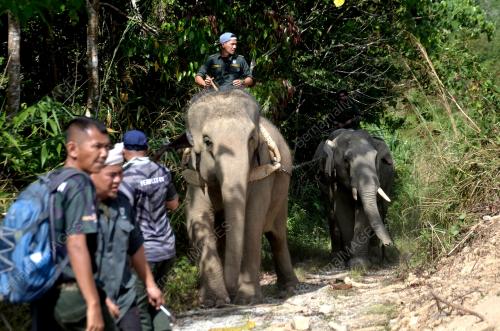OPERASI PEMINDAHAN GAJAH LIAR RPT SUNGAI TERAH