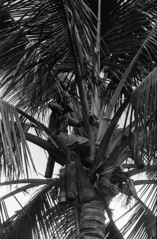NIRA KELAPA