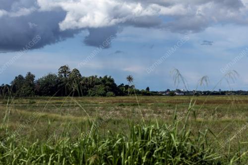 SAWAH PADI KERING