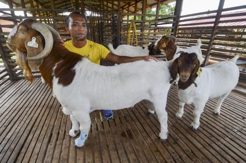 PESARA TENTERA TERNAK KAMBING KAYANGAN