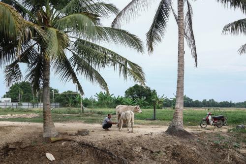 LEMBU TERNAKAN KORBAN