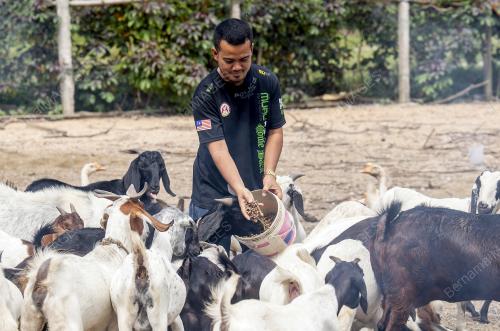 TERNAK KAMBING BOER