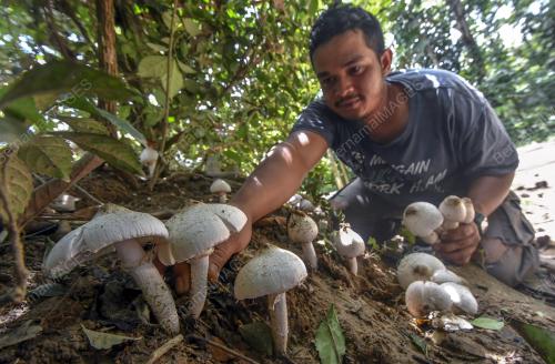 CENDAWAN BUSUT