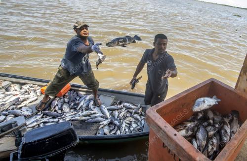 IKAN_LELONG