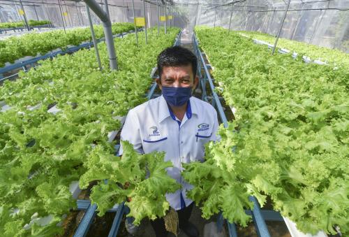 PPK TANAM SALAD