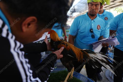 PERTANDINGAN RATU AYAM PERINGAT NASIONAL