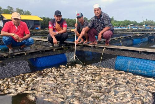 IKAN KERAPU MATI