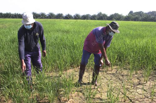 SAWAH KERING