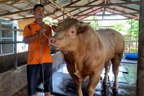 LEMBU SADO