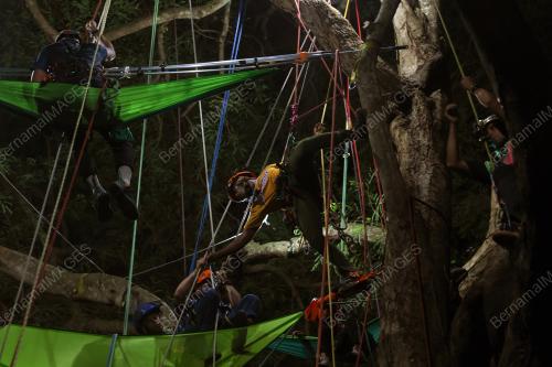 NIGHT ON TREE