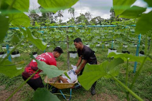 FERTIGASI MAMPU TARIK MINAT BELIA
