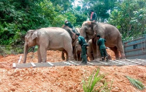 PINDAH GAJAH BUKIT PAGAR