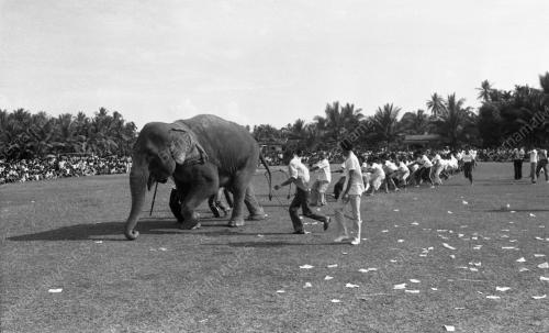 KB11_02072015_TARIK_GAJAH