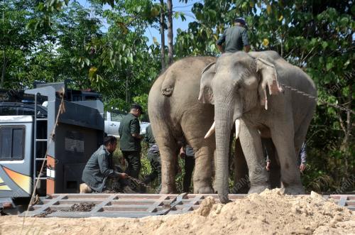 OPERASI PEMINDAHAN GAJAH LIAR RPT SUNGAI TERAH