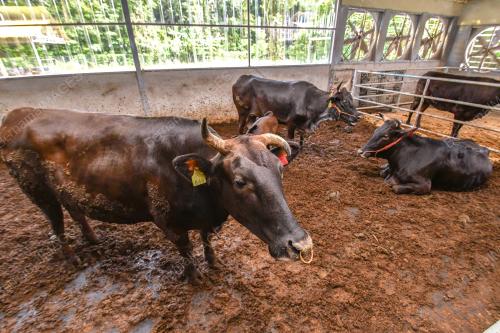 TERNAKAN LEMBU WAGYU KELFARM