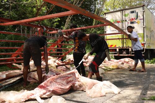 BABI SEJUK BEKU