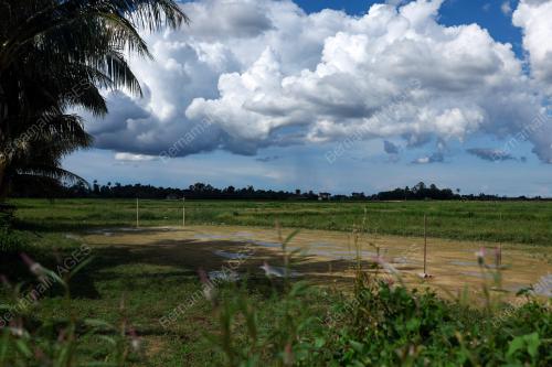 SAWAH PADI KERING