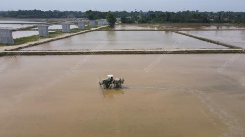 PESAWAH PADI