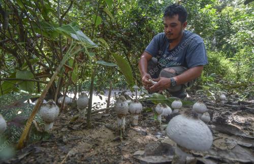 CENDAWAN BUSUT
