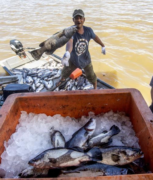 IKAN_LELONG