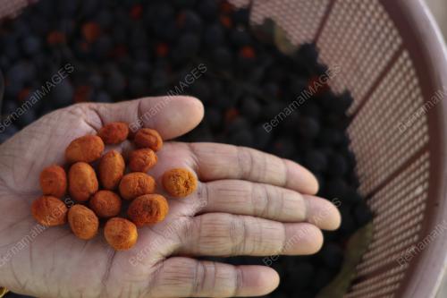 BUAH KERANJI