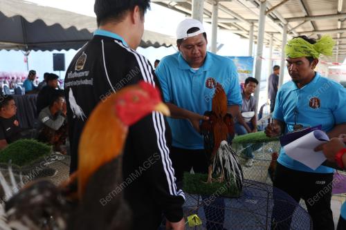 PERTANDINGAN RATU AYAM PERINGAT NASIONAL