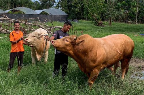 LEMBU SADO
