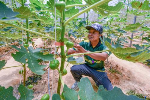 BUAH TIN KAMPUNG BATU 31