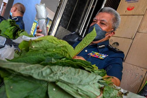 RAMPASAN DAUN KETUM