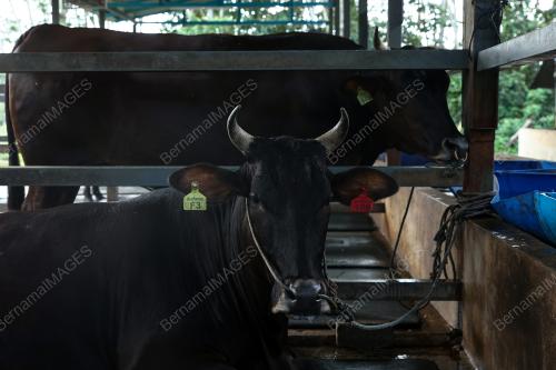 LEMBU BAKA WAGYU