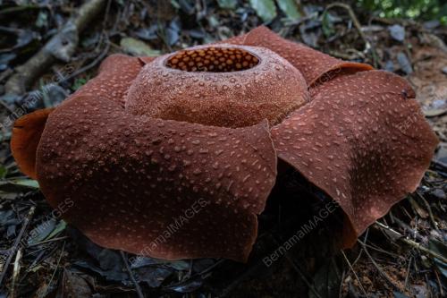 BUNGA PAKMA