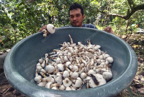 CENDAWAN BUSUT