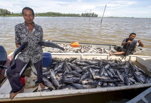 IKAN_LELONG