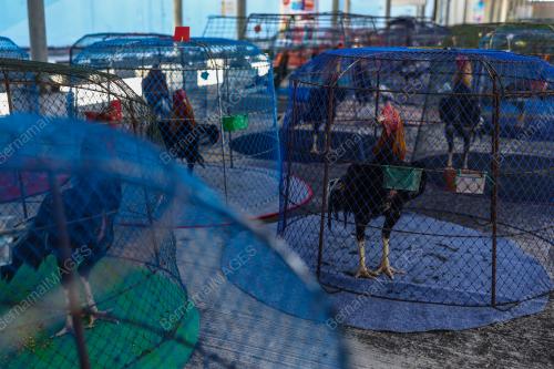 PERTANDINGAN RATU AYAM PERINGAT NASIONAL