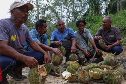 DURIAN ROSAK