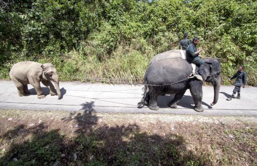 KB12_24082015_GAJAH
