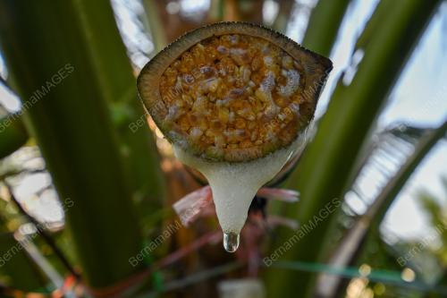TUAK KELAPA