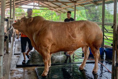 LEMBU SADO