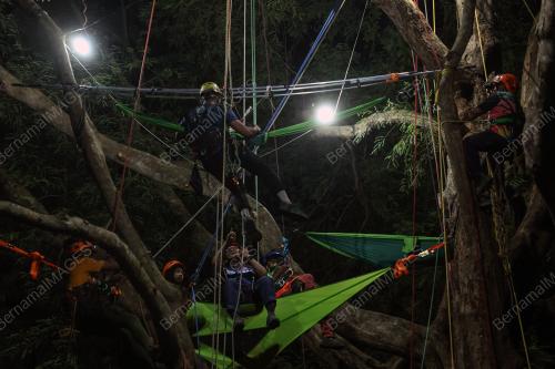 NIGHT ON TREE