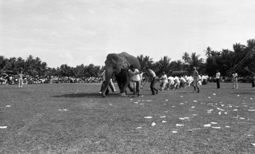 KB13_02072015_TARIK_GAJAH