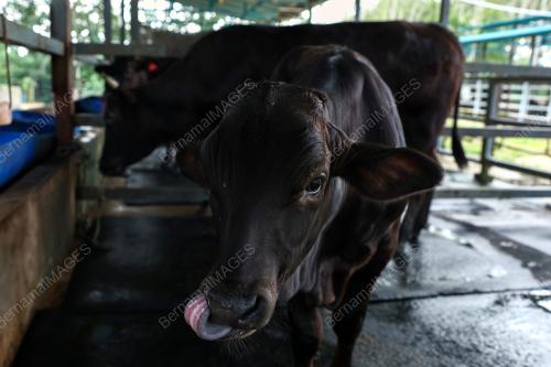 LEMBU BAKA WAGYU