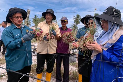 PROJEK TANAMAN BAWANG TKPM TELONG
